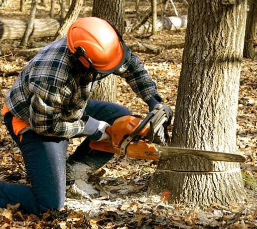 Tree Removal in Dover, MA